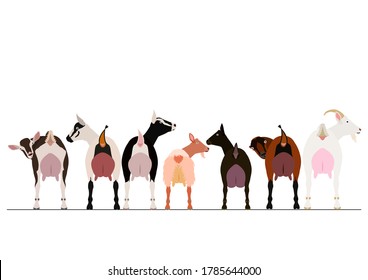 various breeds of milk goats border