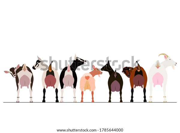 Various Breeds Milk Goats Border: เวกเตอร์สต็อก (ปลอดค่าลิขสิทธิ์ ...