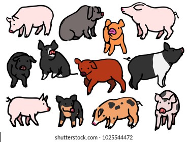 various breeds of pigs