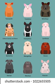 various breeds of pigs with breeds name