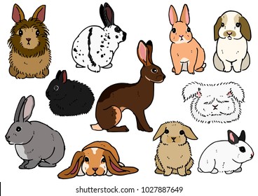 various breeds of rabbits