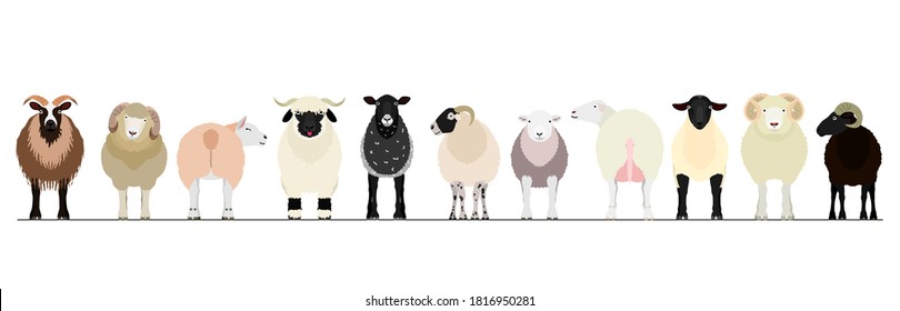 various breeds of sheep border