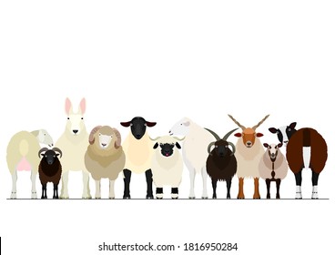 various breeds of sheep group