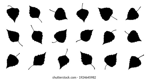 various brich leaf silhouettes on the white background