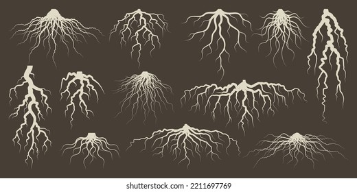Various brown tree or shrub roots. Parts of plant, root system with tree stump. Dendrology, study of woody plants. Sketch drawing. Vector illustration