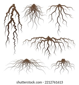 Various brown tree or shrub roots. Parts of plant, root system with tree stump. Dendrology, study of woody plants. Sketch drawing. Vector illustration