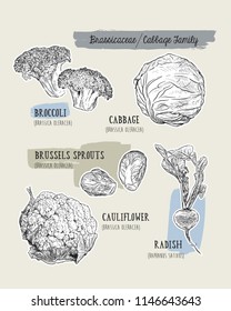 Various cabbage set.  cabbage, broccoli, Brussels sprouts, cauliflower, radish. Hand drawing sketch Vector illustration art. Vintage engraving.