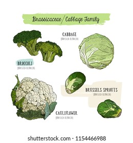 Various cabbage set.  cabbage, broccoli, Brussels sprouts, cauliflower, radish. Hand drawing sketch Vector illustration art. Vintage engraving.