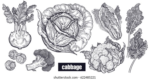 Various cabbage set. White cabbage, broccoli, Brussels sprouts, cauliflower, Chinese cabbage, kohlrabi, leaf cabbage. Hand drawing sketch. Black and white. Vector illustration art. Vintage engraving.