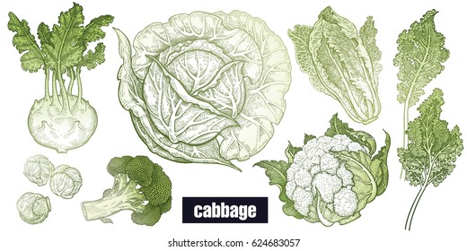 Various cabbage set. White cabbage, broccoli, Brussels sprouts, cauliflower, Chinese cabbage, kohlrabi, leaf cabbage. Hand drawing sketch. Green and white. Vector illustration art. Vintage engraving.