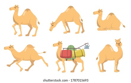 Various camels with one hump flat icon set. Group of cartoon desert caravan Arabian dromedary with seat isolated on white background vector illustration. Animal, graphic design and travel concept
