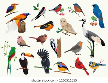 Various cartoon birds collection for any visual design.