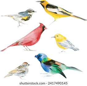 Varios dibujos animados de aves de verano recogen la ilustración natural de acuarela, plantilla vectorial. Colorido conjunto de pájaro realistas de brillo. Concepto animal de pollitos. Vida silvestre aislada en el fondo blanco.