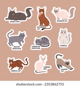 Various cat breeds sticker set, flat vector illustration isolated on brown background. Cute domestic pets and animals. maine coon, siamese cat, british and american shorthair and ragdoll.