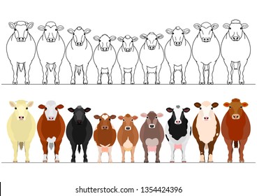 various cattle in a row
