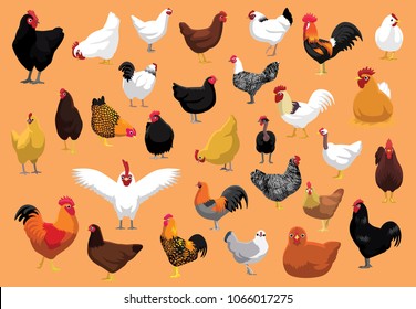 Various Chicken Breeds Poultry Cartoon Vector Illustration