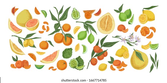 Various citrus colorful fruit set hand drawn illustration. Collection of different vintage drawing fruits and leaves isolated on white background. Detailed botanical design elements