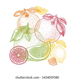 Various citrus design template. Engraved style illustration. Orange, lemon, tangerine, pomelo, grapefruit. Vector illustration