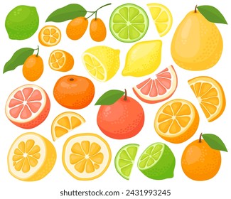 Various citrus fruits on a white background. 
Grapefruit, pomelo, kumquat, orange, tangerine, lime, lemon. Fruits and slices, summer illustration. Juicy fruits, half and slices. 