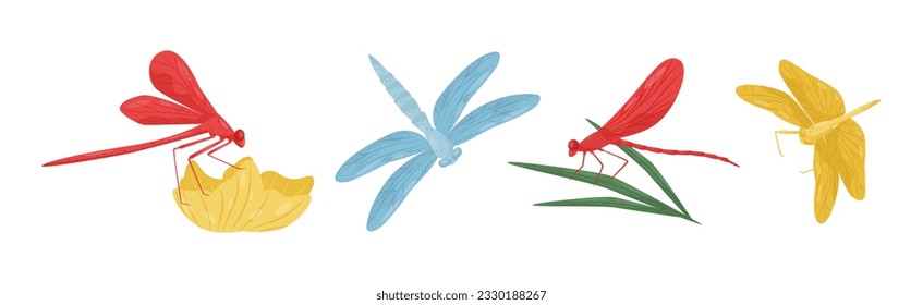 Various Colorful Dragonflies Flying with Long Wings Vector Set