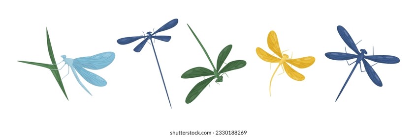 Various Colorful Dragonflies Flying with Long Wings Vector Set