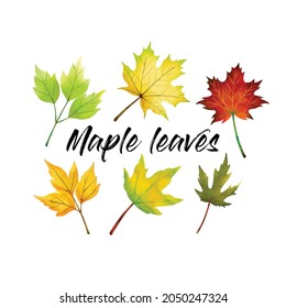 Various colors and shapes of maple leaves in watercolor inspired vector