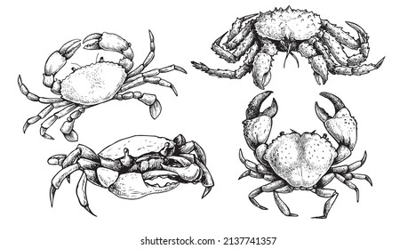 Various crab set. Hand drawn sketch style crawfish collection in retro vintage style. Best for seafood restaurants menus and package designs. Vector illustrations.