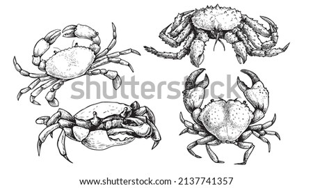 Various crab set. Hand drawn sketch style crawfish collection in retro vintage style. Best for seafood restaurants menus and package designs. Vector illustrations.