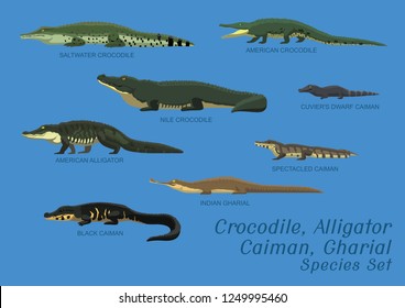 Various Crocodile Alligator Caiman Gharial Species Set Cartoon Vector Illustration