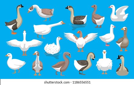 Various Cute Geese Breeds Cartoon Vector Characters