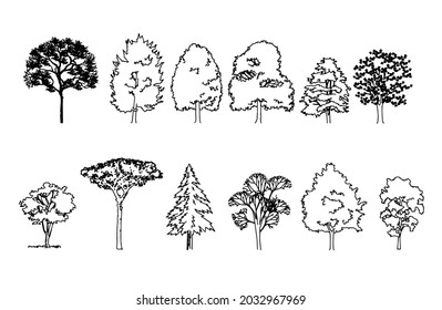 414 Acacia Tree Roots Images, Stock Photos & Vectors 