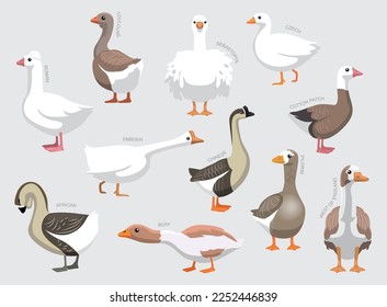 Various Domestic Goose Breeds With Names Set Various Kind Identify Cartoon Vector