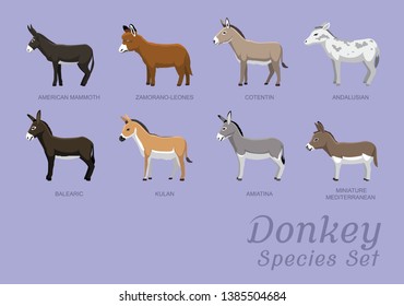 Various Donkey Species Set Cartoon Vector Illustration