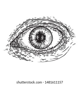 Various drawing of the all seeing eye in different direction and emotion. The symbol of the Masons as an option design element. Human vision. Vector.