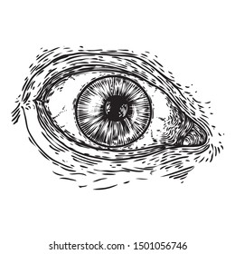 Various drawing of the all seeing eye in different direction and emotion. The symbol of the Masons as an option design element. Human vision. Vector.