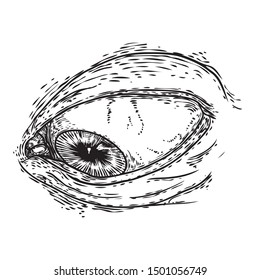 Various drawing of the all seeing eye in different direction and emotion. The symbol of the Masons as an option design element. Human vision. Vector.