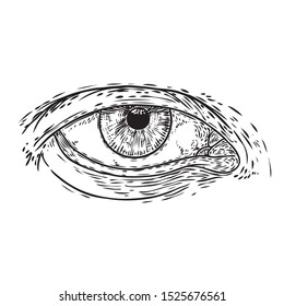 Various drawing of the all seeing eye in different direction and emotion. The symbol of the Masons as an option design element. Human vision. Vector.