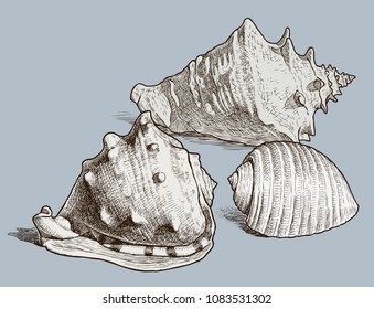 The various drawn seashells. All objects isolated.