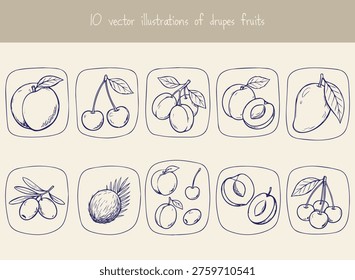 Various drupe fruits drawn as vector illustrations in frames.