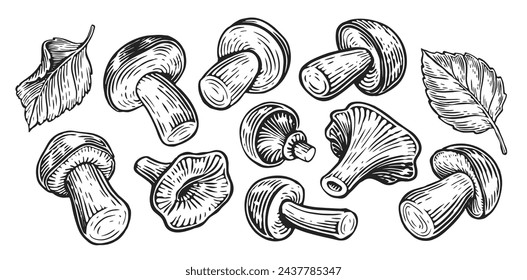 Various edible forest mushrooms collection, set. Hand drawn sketch vintage vector illustration