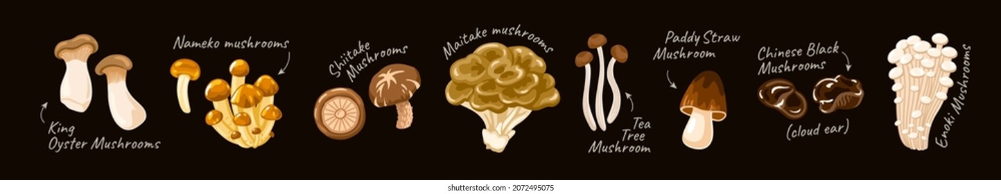 Various edible mushrooms. Enoki, Shiitake, Nameko, Paddy Straw, Maitake, Tea Tree, King Oyster Mushrooms, Chinese black mushrooms. Asian vegetables set. Flat hand drawn vector cartoon illustration.