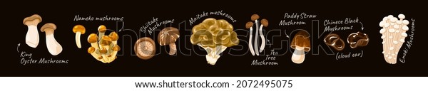 Various edible mushrooms. Enoki, Shiitake,\
Nameko, Paddy Straw, Maitake, Tea Tree, King Oyster Mushrooms,\
Chinese black mushrooms. Asian vegetables set. Flat hand drawn\
vector cartoon\
illustration.
