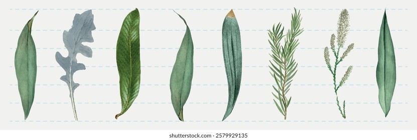 Various eucalyptus leaves arranged in a row. Eucalyptus leaves in different shapes and sizes. Green eucalyptus leaves on a light background. Botanical eucalyptus leaves. Vintage illustrations, vectors