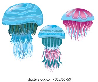 various fantastic jellyfish - Set of vector illustrations of marine life for design 