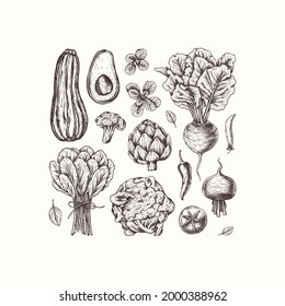 Various farm food collection on white background. Growing food concept. Organic fresh vegetables. Healthy eating. Hand drawn beets, zucchini, basil, avocado, artichoke, pepper, tomato, broccoli