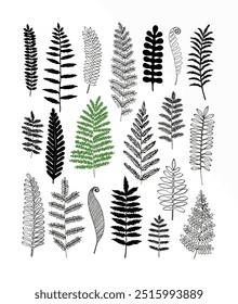 Various fern illustrations showcasing diverse shapes, intricate patterns, and elegant curves in monochrome and green on a white backdrop.