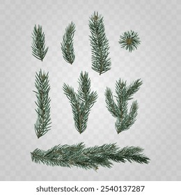 Various Fir Branches Isolated On Transparent Background. Realistic 3d Vector Illustration Ideal For Holiday Designs