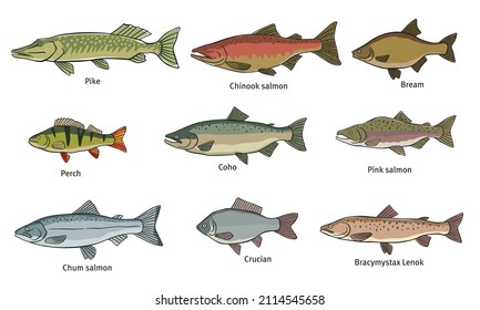 Various fish. Pike, salmon, bream, perch, pink salmon and others