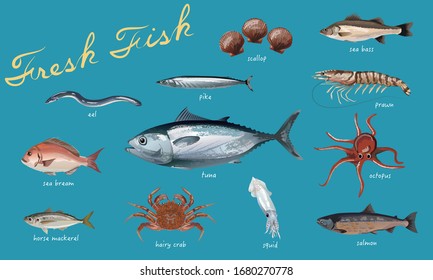 various fishes vector illustration set