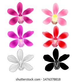 Various flowers tropical Orchids Cymbidium purple pink lila red flower realistic  and outline and silhouette on white background vintage vector illustration editable hand draw